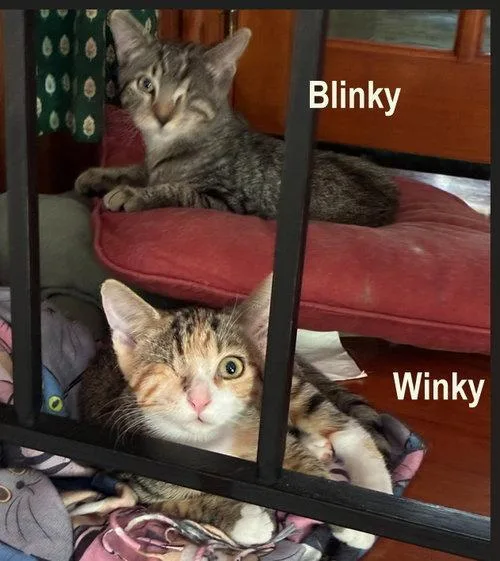 Winky & Blinky  thumbnail 3