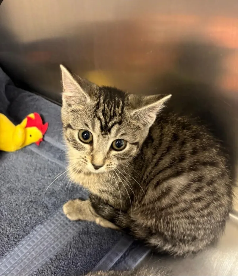 A baby small-sized female Tabby (Brown / Chocolate) Domestic Short Hair cat named Wobble for adoption in East Brunswick, NJ