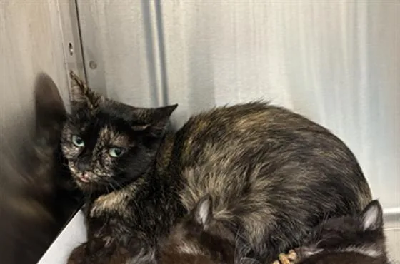 A young small-sized female Domestic Short Hair cat named Mimi for adoption in Indianapolis, IN
