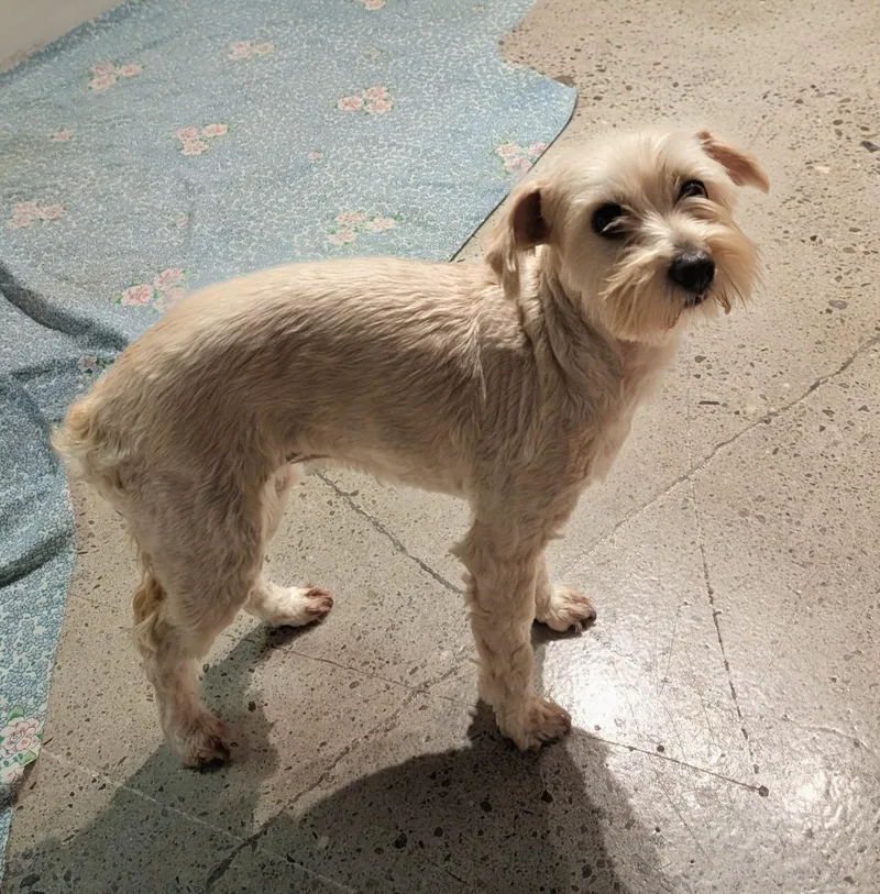A young small-sized female Apricot / Beige Maltipoo dog named Muttilda Swinton for adoption in Thousand Oaks, CA
