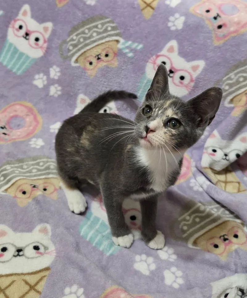A baby small-sized female Tortoiseshell Domestic Short Hair cat named Mimosa for adoption in Dallas, TX