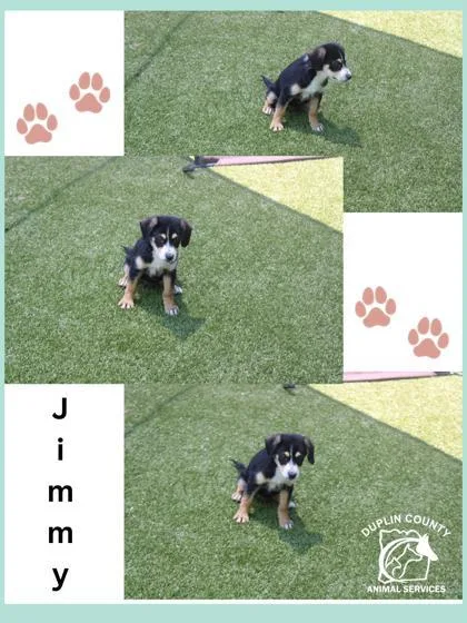 A baby medium-sized male Mixed Breed dog named Jimmy for adoption in Kenansville, NC