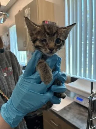 A baby small-sized male Domestic Short Hair cat named Sulley for adoption in Sacramento, CA
