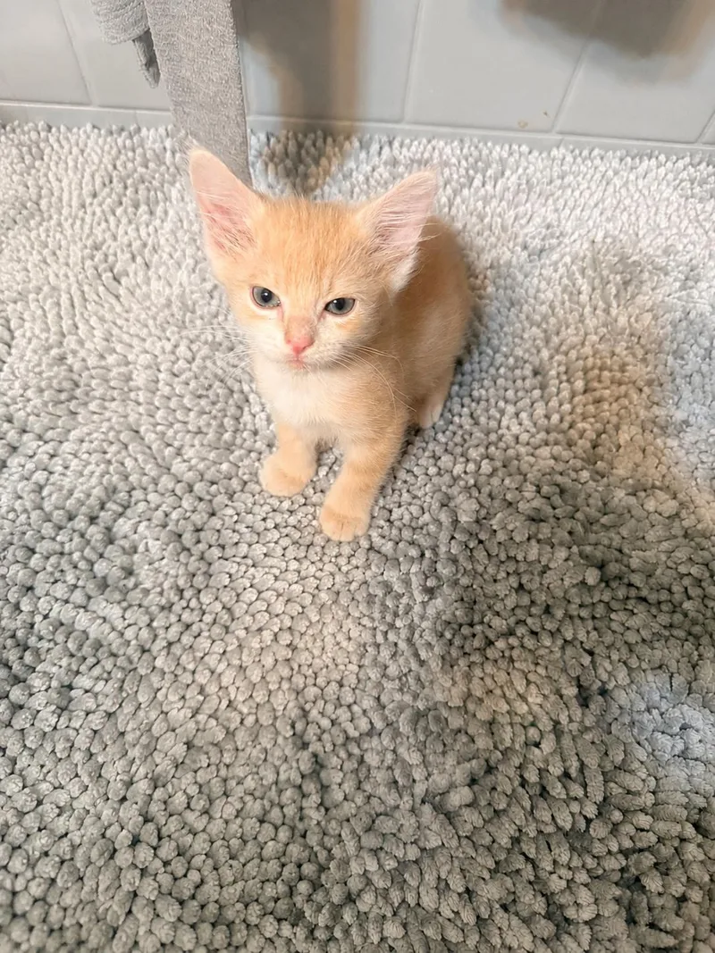 A baby medium-sized male Tabby (Buff / Tan / Fawn) Tabby cat named King Louie for adoption in White Lake, MI