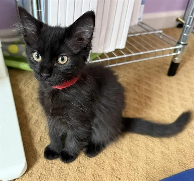 A baby small-sized male Domestic Long Hair cat named Onyx for adoption in Sacramento, CA
