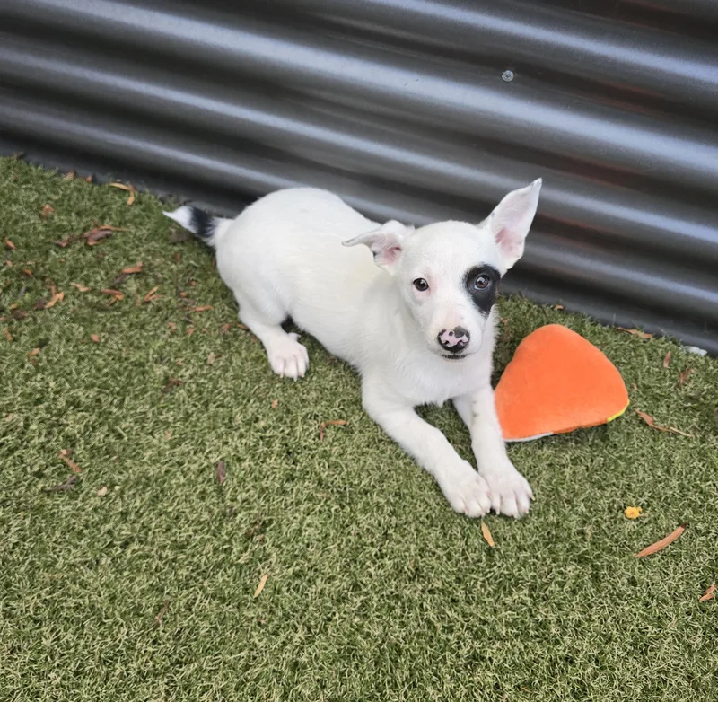 A baby medium-sized female Jack Russell Terrier dog named Squirt for adoption in Apache Junction, AZ