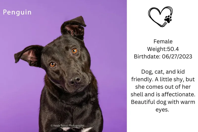 An adult medium-sized female Black Pit Bull Terrier dog named Penguin for adoption in Lexington, SC