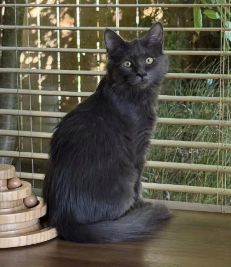 A baby medium-sized female Domestic Long Hair cat named Cotton Candy for adoption in Eugene, OR