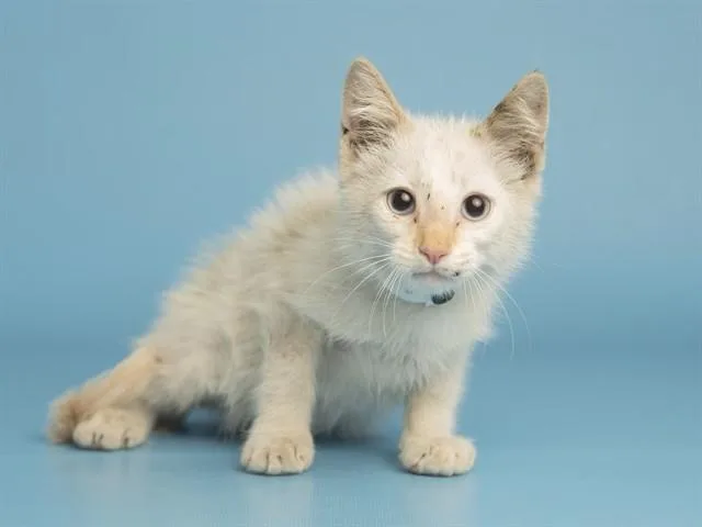 A baby small-sized male Domestic Medium Hair cat named Alfredo for adoption in Phoenix, AZ