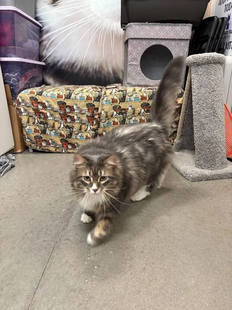 An adult large-sized male Domestic Long Hair cat named Picasso for adoption in Orlando, FL