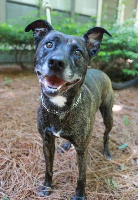 An adult large-sized female Pit Bull Terrier dog named Rory Lizman for adoption in Rockaway, NJ