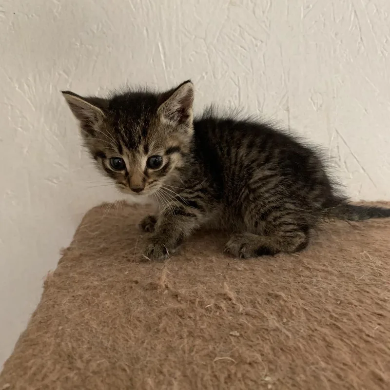 A baby small-sized female Brown / Chocolate Domestic Short Hair cat named Sandi Estep for adoption in Woodstock, VA