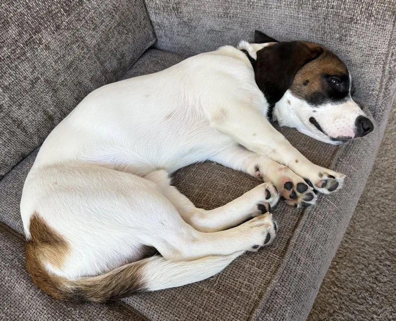 A young medium-sized male Basset Hound dog named Remington for adoption in Petaluma, CA