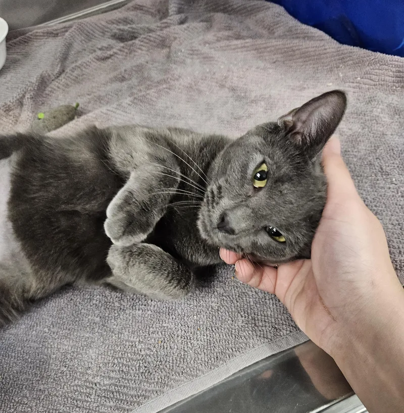 A young small-sized female Gray / Blue / Silver Domestic Short Hair cat named Frankie for adoption in Medfield, MA