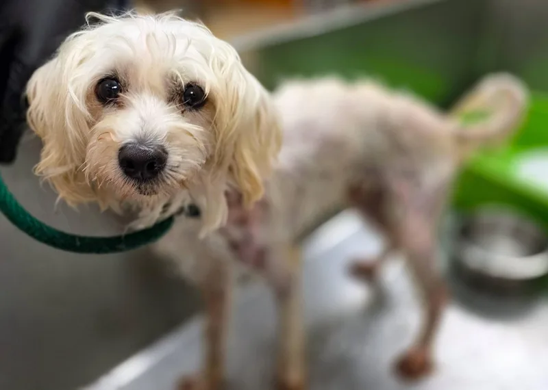 An adult small-sized male White / Cream Lhasa Apso dog named Sourdough for adoption in Sterling Heights, MI