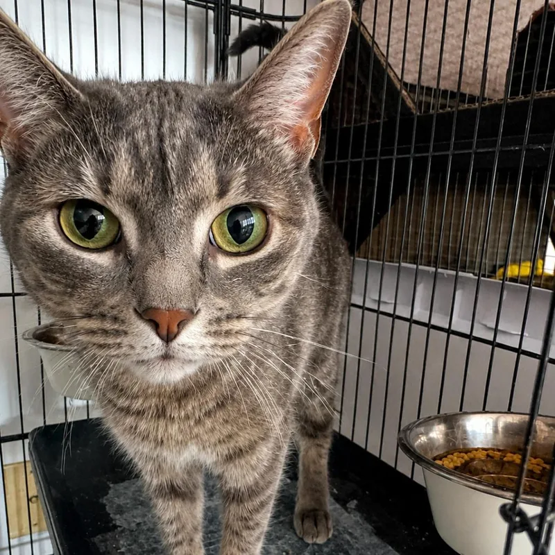 An adult small-sized female Gray / Blue / Silver Domestic Short Hair cat named Bunny for adoption in Nokesville, VA