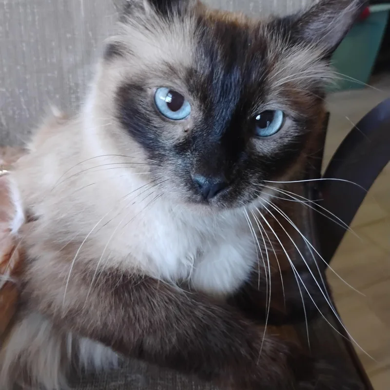 Cozette Choc Siamese Blu