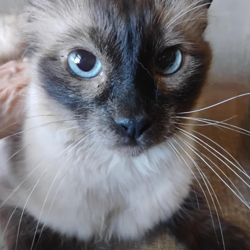 Cozette Choc Siamese Blu thumbnail 2