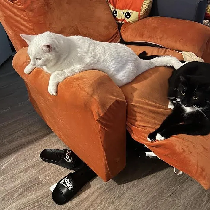 An adult large-sized male White American Shorthair cat named Will for adoption in Long Beach, CA