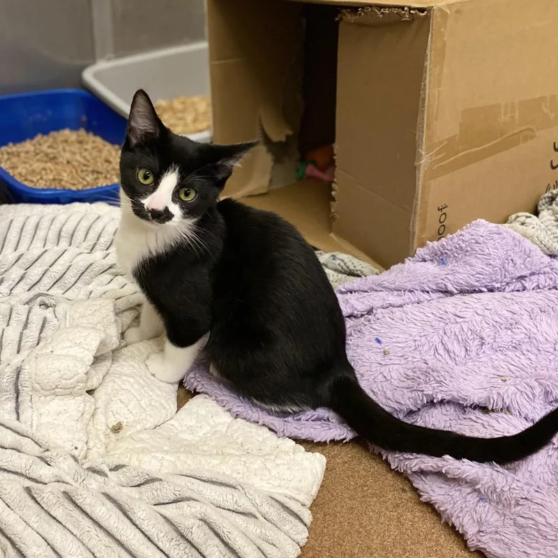 A young small-sized male Black Domestic Short Hair cat named Aj for adoption in Los Angeles, CA