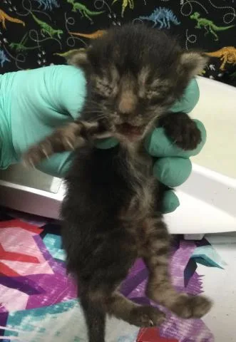 A baby small-sized female Domestic Short Hair cat named Birdie for adoption in Riverside, CA