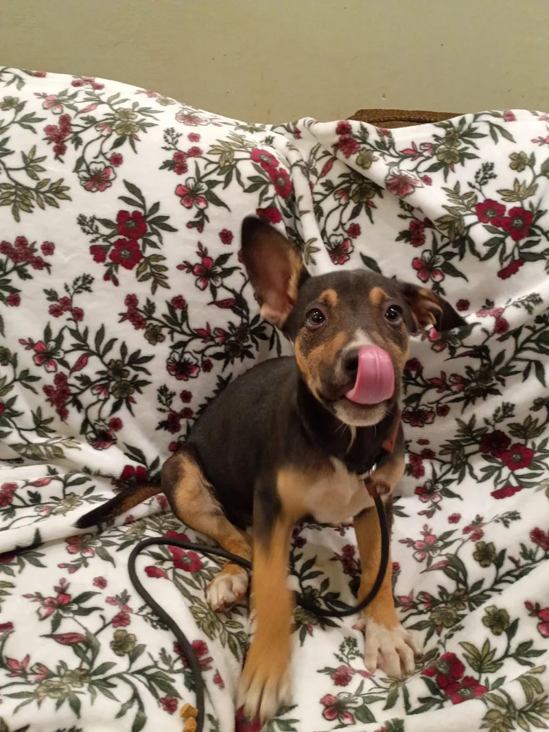 A baby medium-sized female Tricolor (Brown, Black, & White) Shepherd dog named Cherry for adoption in Frazier Park, CA