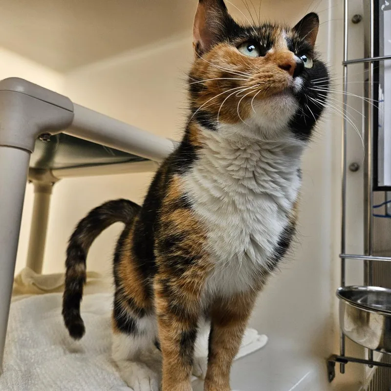 An adult medium-sized female Calico Domestic Short Hair cat named Rhubarb for adoption in Harrisonburg, VA