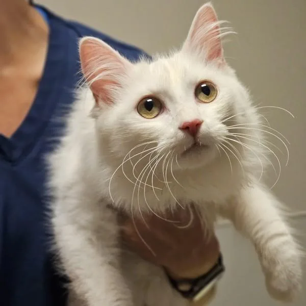 A young small-sized female Domestic Medium Hair cat named Snowball for adoption in Oakland, CA