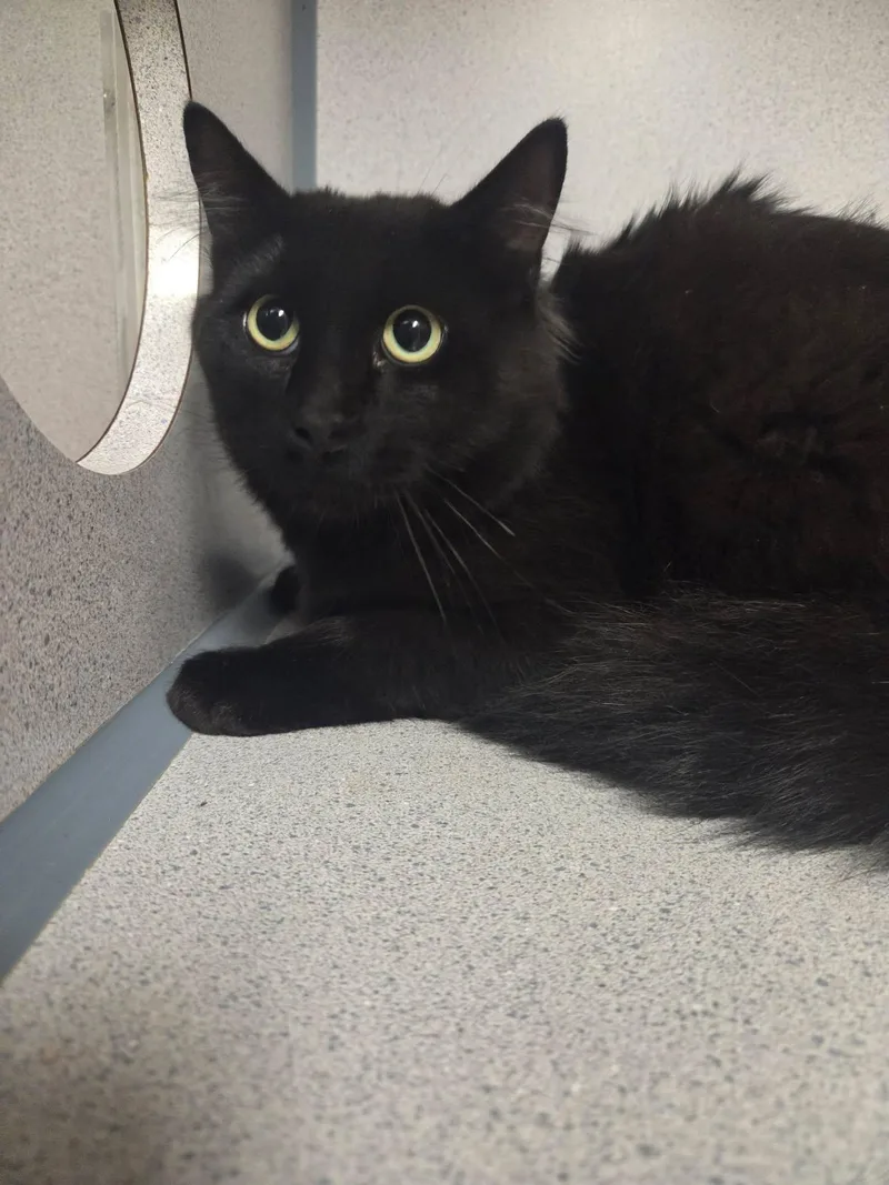 An adult medium-sized male Black Domestic Short Hair cat named Shook for adoption in Canon City, CO