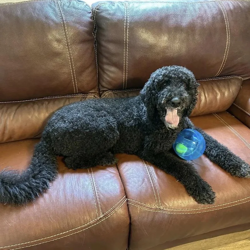A senior medium-sized male Black Standard Poodle dog named Finn for adoption in Gulfport, MS