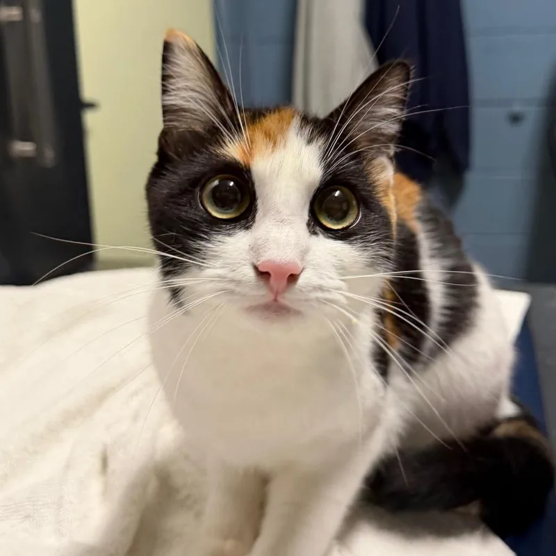 A young medium-sized female Calico American Shorthair cat named Freya for adoption in Providence, RI