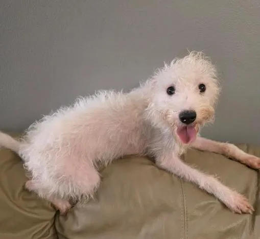 A baby small-sized male White / Cream West Highland White Terrier / Westie dog named Benson for adoption in Manvel, TX