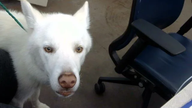 An adult large-sized male Mixed Breed dog named Pedro for adoption in Dallas, TX