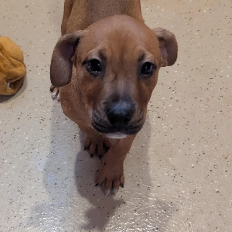 A baby medium-sized male Mixed Breed dog named Stilwell Angel for adoption in Fenton, MI