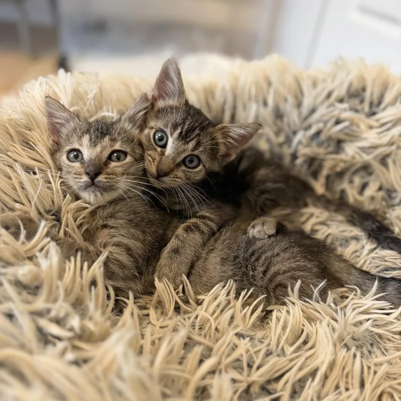 A baby small-sized female Brown / Chocolate Domestic Short Hair cat named Firecrest for adoption in Austin, TX