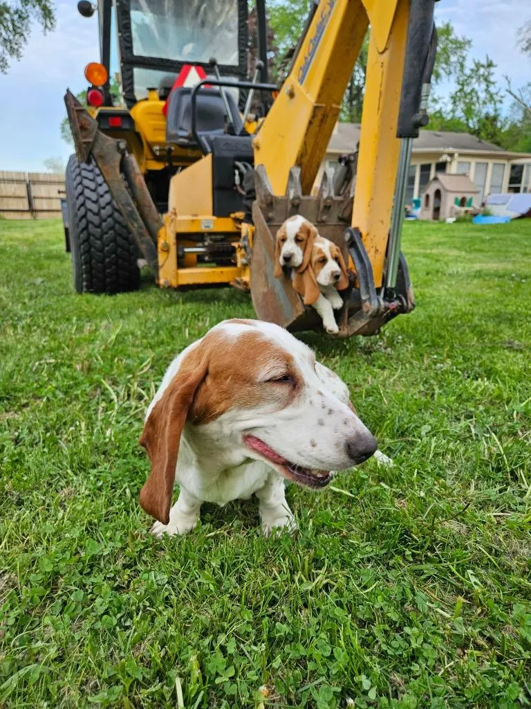 A baby medium-sized male Basset Hound dog named Bo $ for adoption in Milwaukee, WI