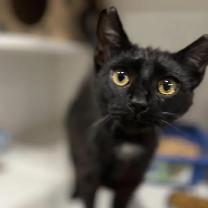 A young small-sized female Black Domestic Short Hair cat named Bungee Jump for adoption in Durham, NC