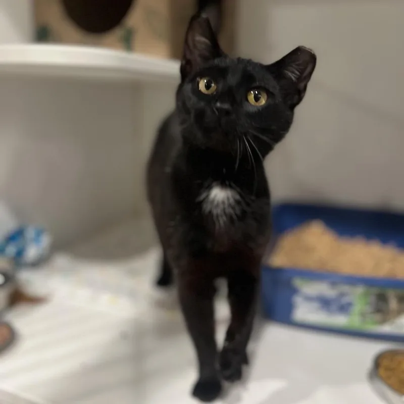 Bungee Jump thumbnail 3