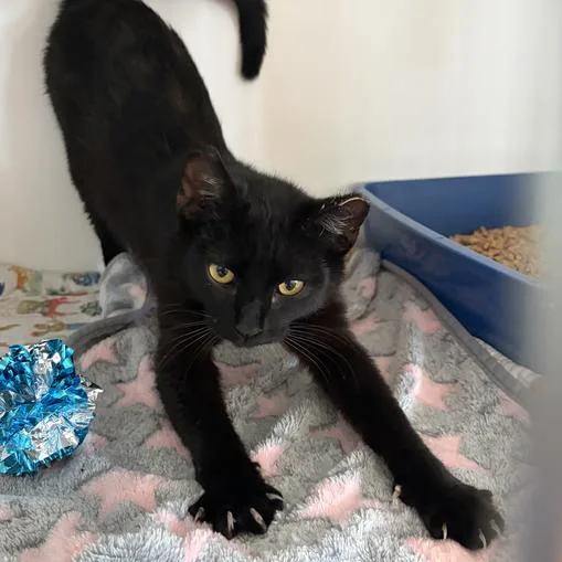 Bungee Jump thumbnail 4