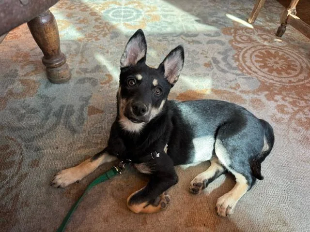 A young small-sized female German Shepherd Dog dog named Chile for adoption in Albuquerque, NM