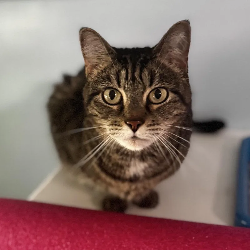 An adult medium-sized female Brown / Chocolate Domestic Short Hair cat named Chaco for adoption in Brownsboro, AL