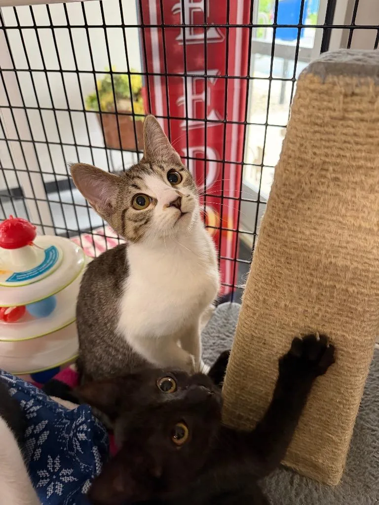 A baby medium-sized female Domestic Short Hair cat named Glow Stick for adoption in Pierceton, IN