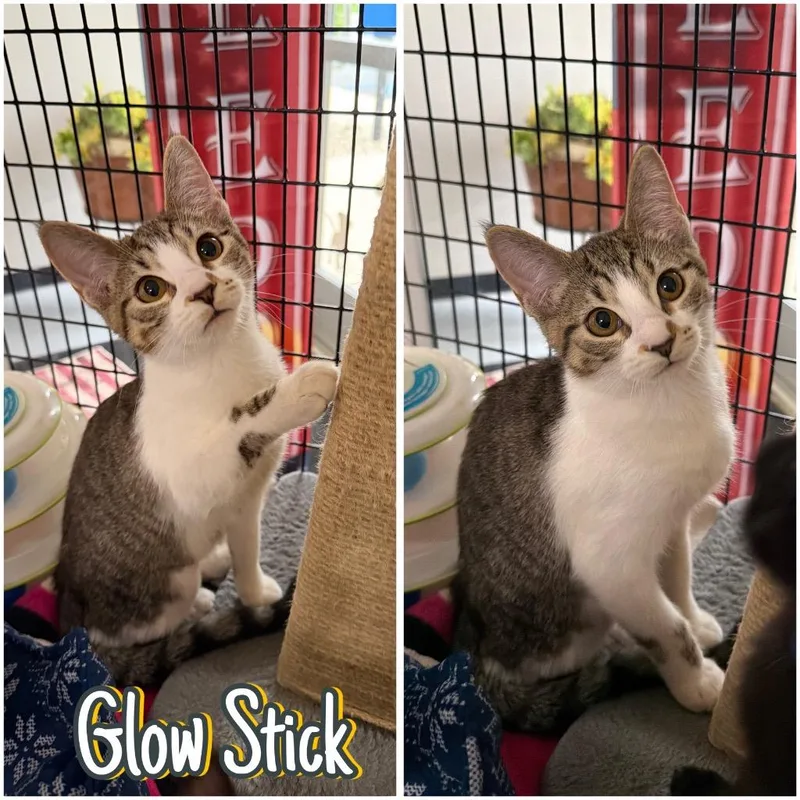 Glow Stick thumbnail 4