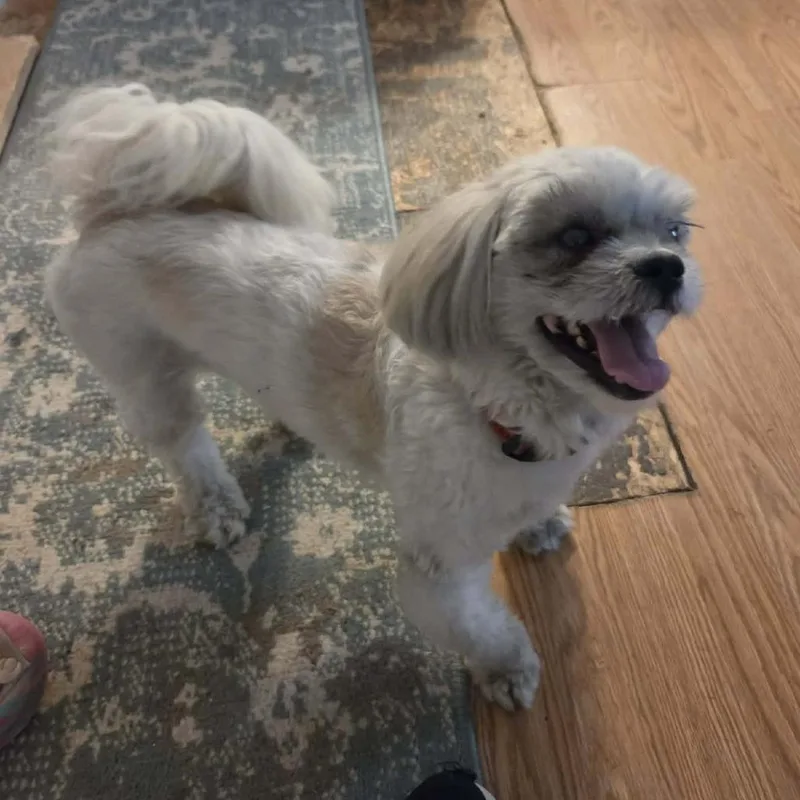 Bentley thumbnail 2
