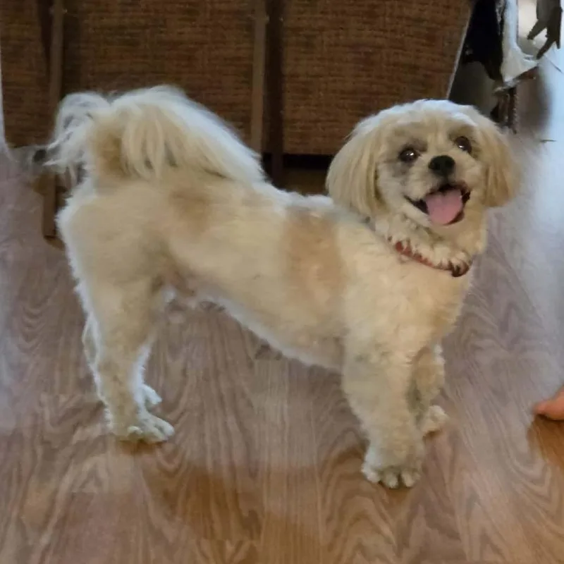Bentley thumbnail 5