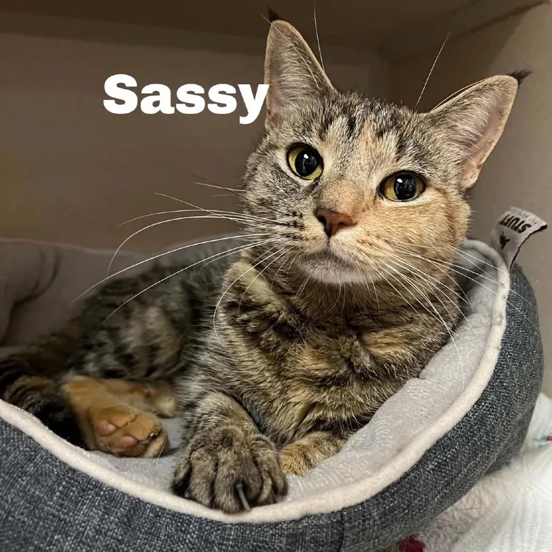 Sassy