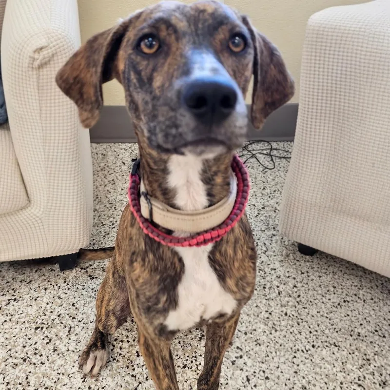An adult medium-sized female Pit Bull Terrier dog named Izzy\Lady for adoption in Madisonville, TN