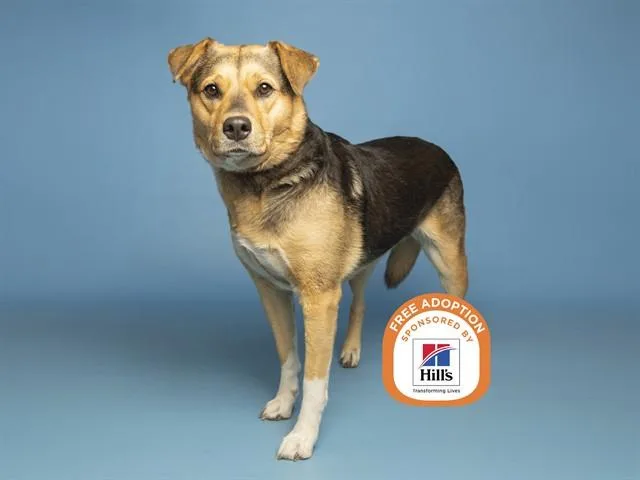 An adult medium-sized female German Shepherd Dog dog named Pigeon for adoption in Phoenix, AZ