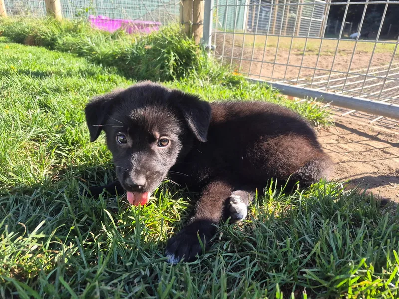 A baby medium-sized female Black German Shepherd Dog dog named Aleesia for adoption in Olympia, WA
