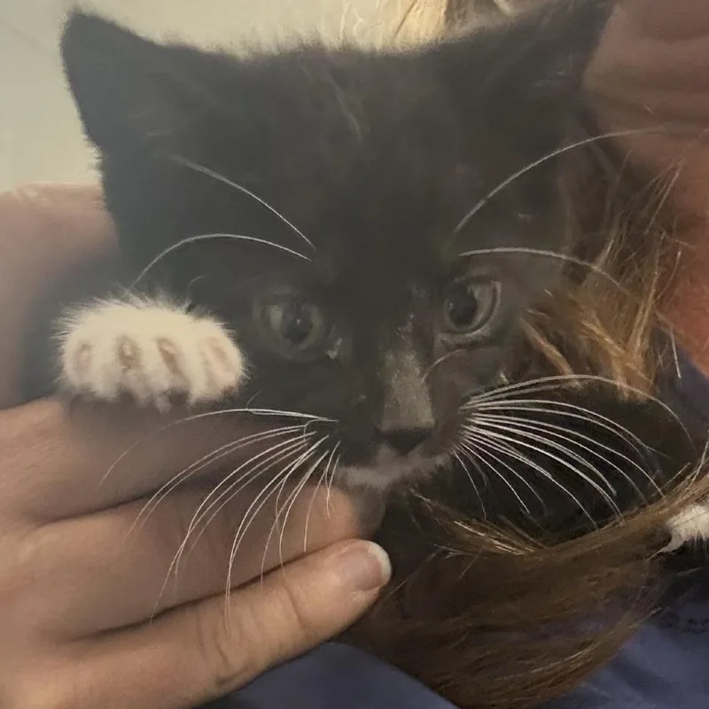 A baby small-sized male Black Domestic Short Hair cat named Mags for adoption in Bronson, FL